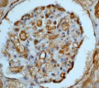 GeneTex IRS-4 antibody [EP907Y], C-term