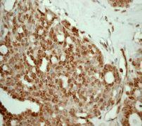 GeneTex HSF1 antibody [EP1710Y], C-term