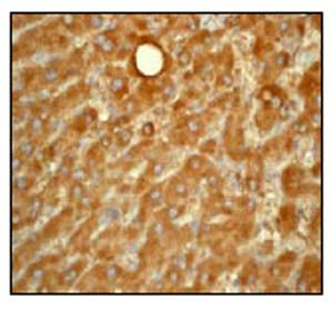 GeneTex ATG7 antibody [EP1759Y], C-term