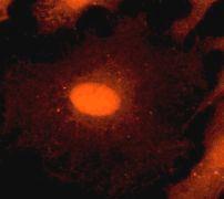 GeneTex Pou Domain Protein 3A/Brn-3a antibody [EP1972Y], C-term