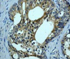 GeneTex B-Raf antibody [EP152Y]